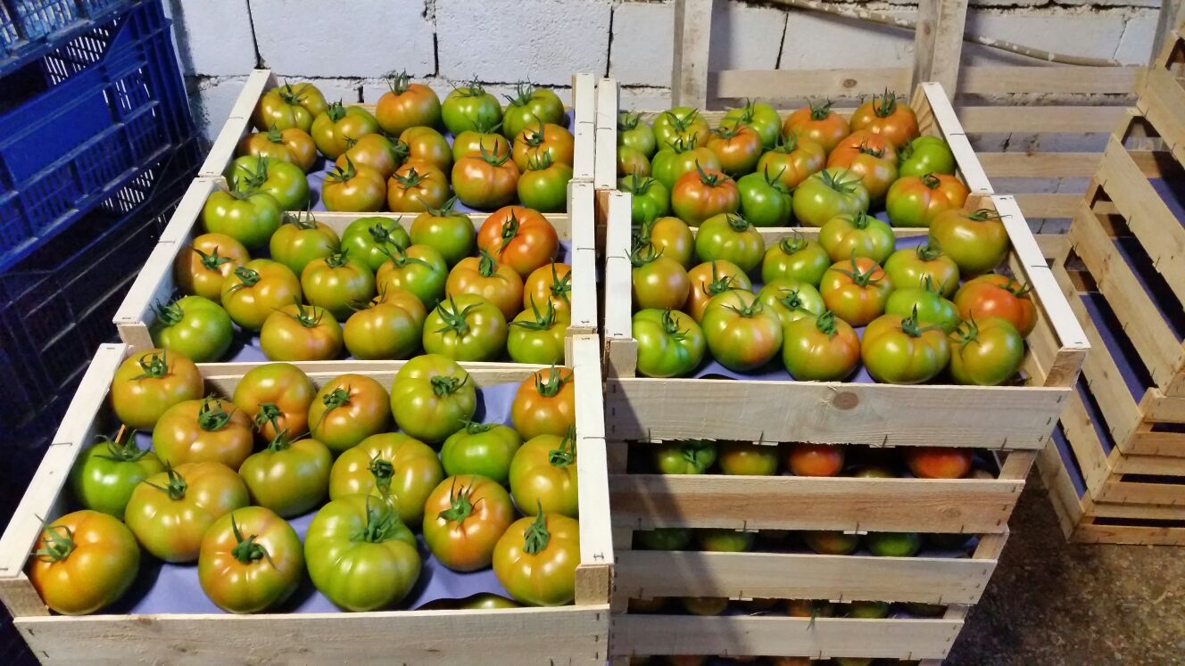 Éxito en las jornadas de campo del tomate Corredor  en Poniente“.