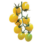 Tomates amarillos - Spain