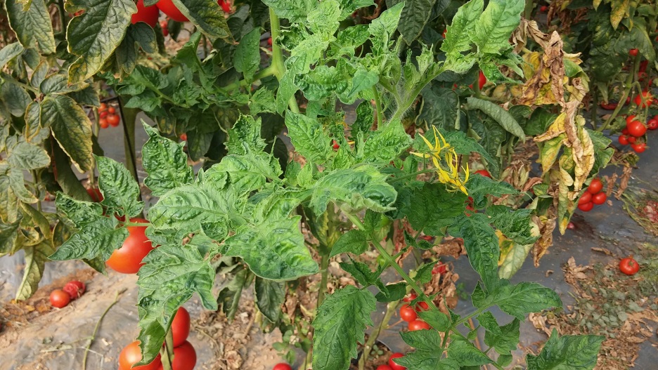 ToBRFV en plantas de tomate