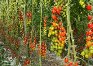 tomate cherry pera con resistencia al virus del rugoso y cladosporium